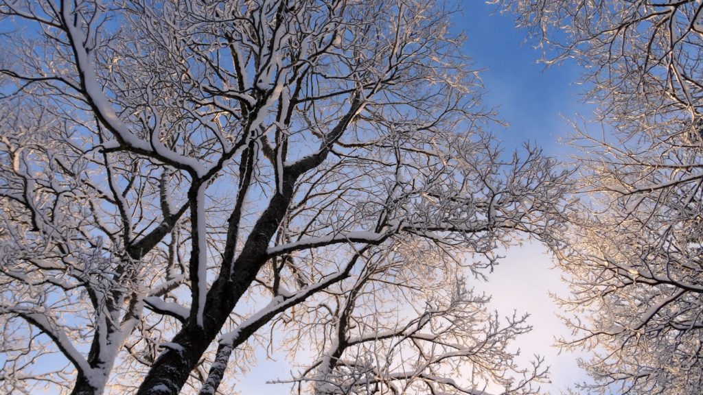 Winter Tree-2