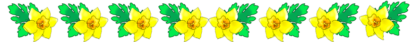 daffodil-border