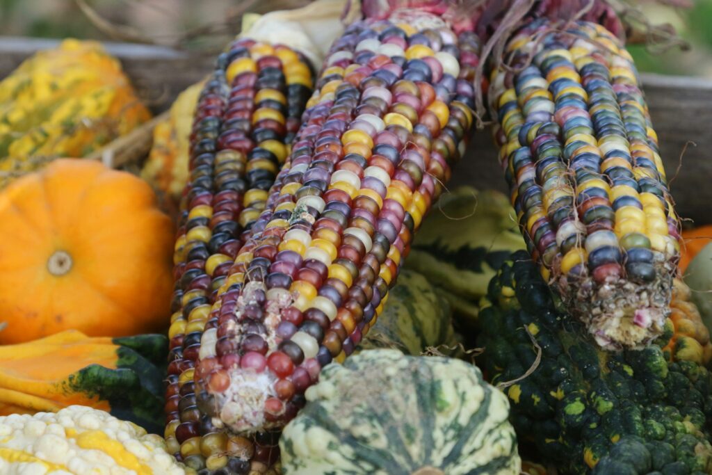 david-trinks-xmP1TTJAeNA-unsplash